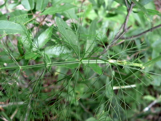 {Ptilimnium costatum}